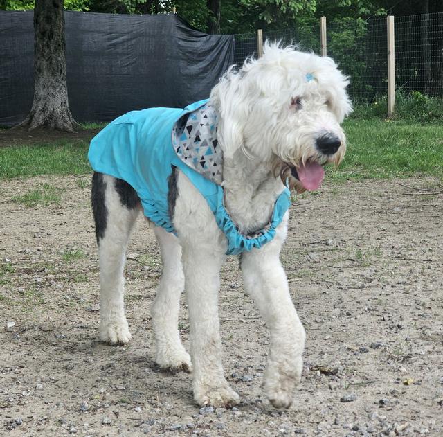 White doodle in a teal harness