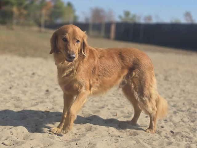 Golden retriever standing in the sunny yard