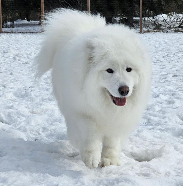 Fluffy white Samoyed in the snow