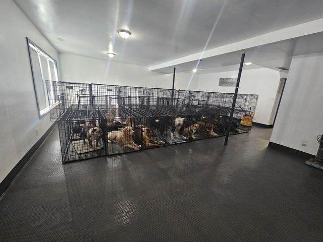 Bright indoor kennel room