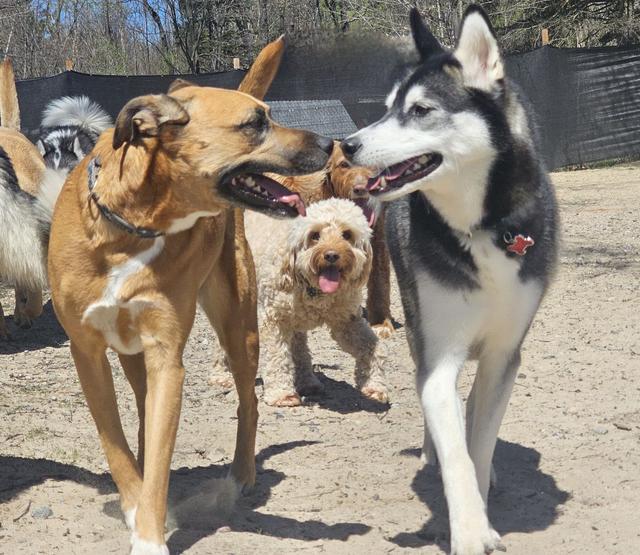 Group of dogs playing in the yard