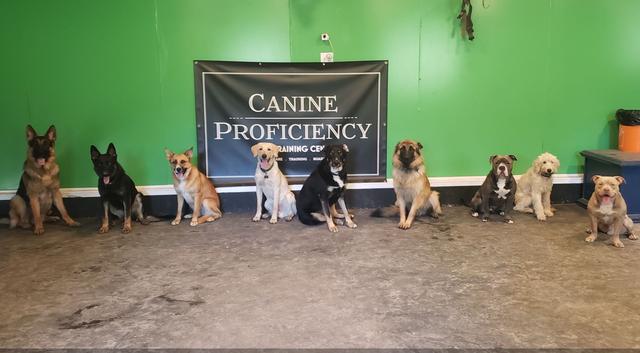 A line of mixed-breed dogs holding a sit along the wall under the Canine Proficiency sign