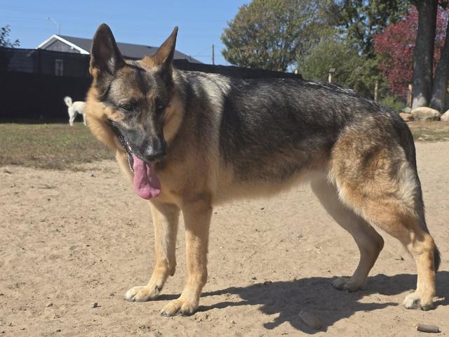 German shepherd standing in the sun