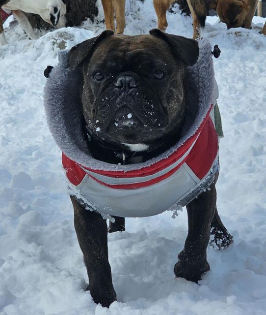 Black pug in a winter coat in the snow