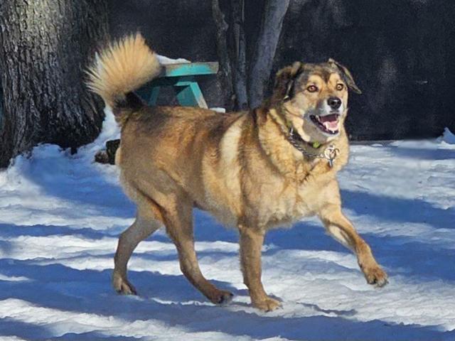 Tan dog trotting in the snow
