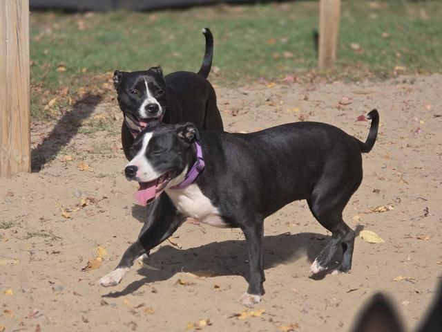 Black dogs playing in the yard