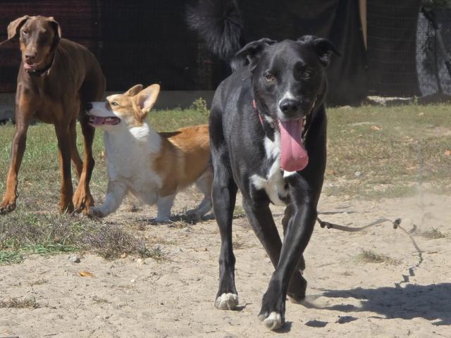 Black dog with friends in the yard