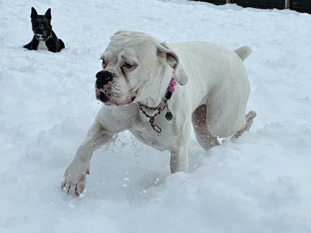 White bulldog mix playing in the snow