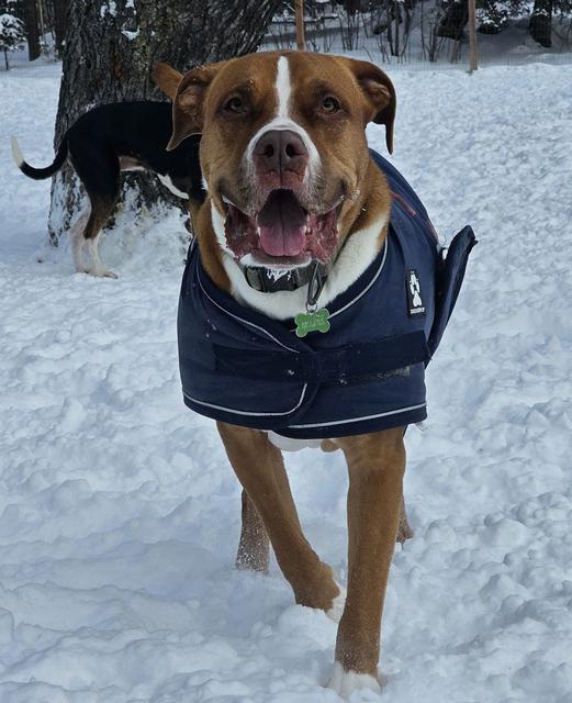 Boxer mix in a navy coat in the snow