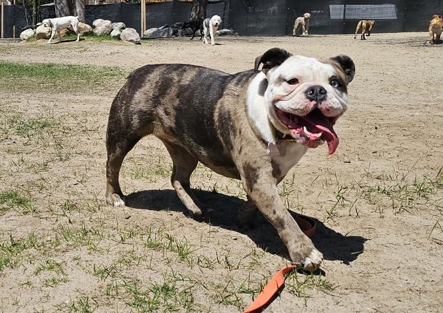 Brindle bulldog walking in the yard