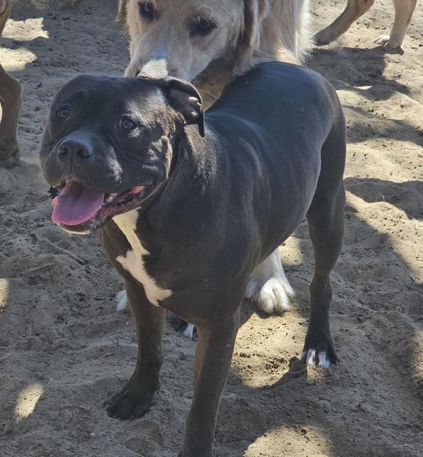 Black dog close-up with a friend