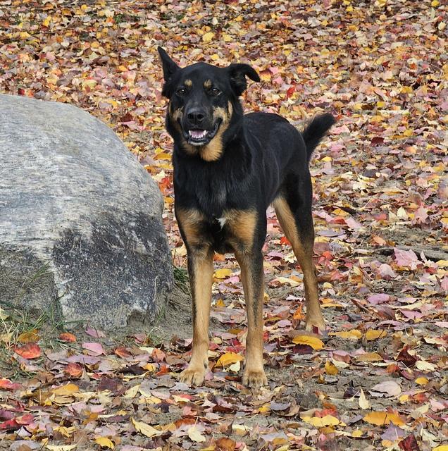 Black and tan dog in the autumn leaves