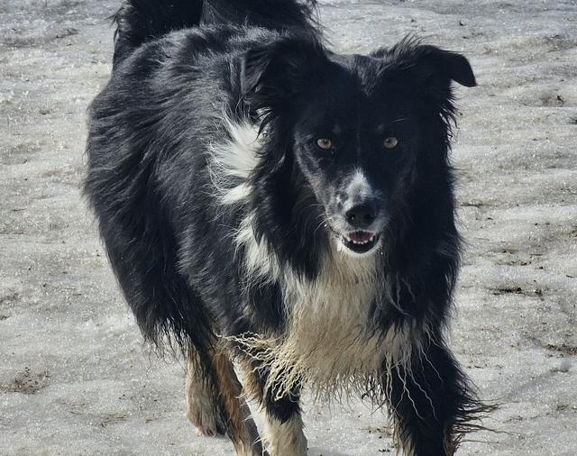Border collie close-up