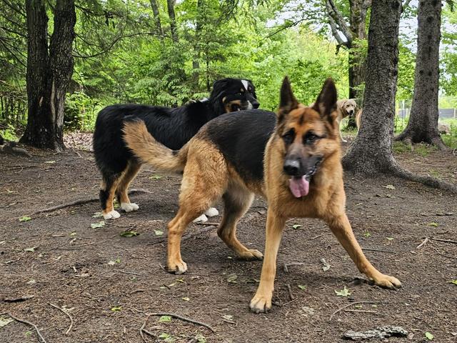 German shepherd and friends playing in the grass