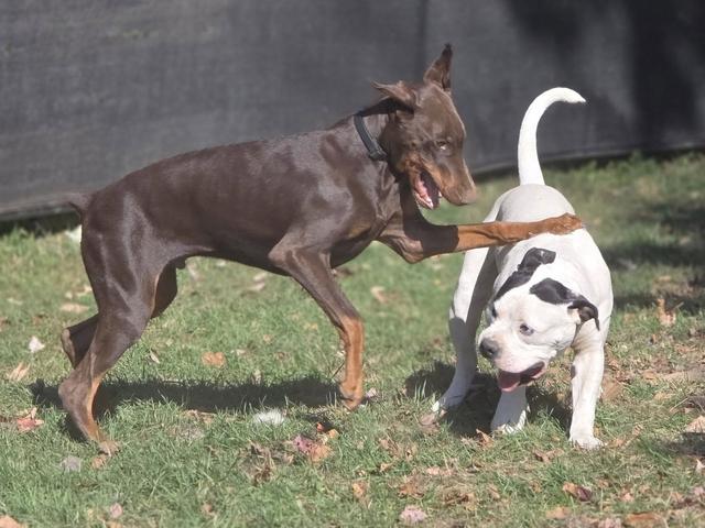 Two dogs playing together in the yard