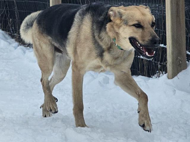 Shepherd mix walking in the snow