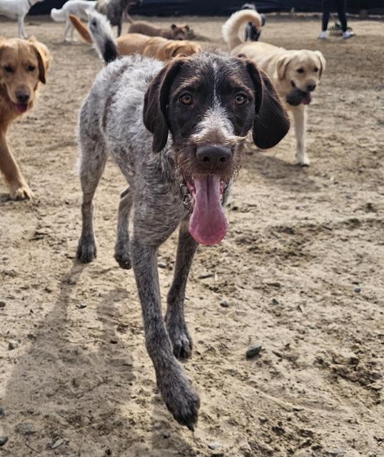 Spotted pointer mix walking toward the camera