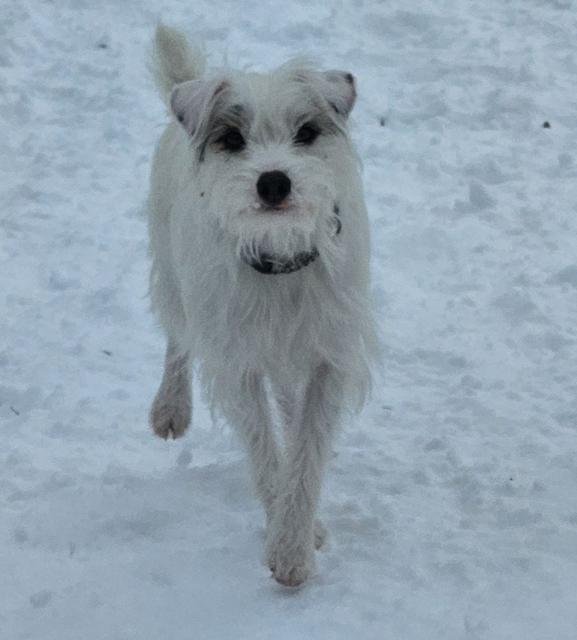 White fluffy dog walking in the snow