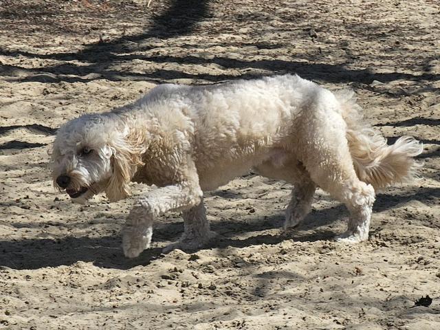 Scruffy cream dog walking in the yard