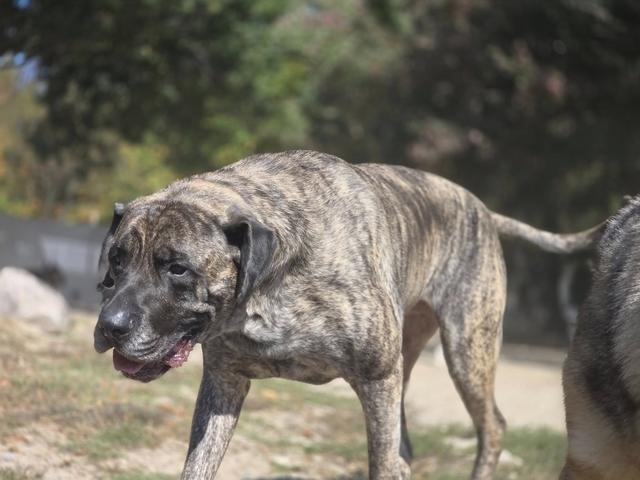 Brindle mastiff close-up