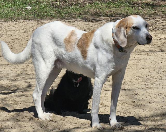White and tan hound in the yard