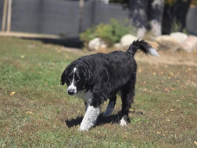 Border collie puppy in the grass