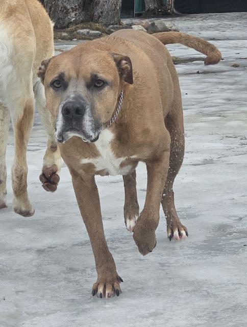 Fawn boxer mix trotting in the snow