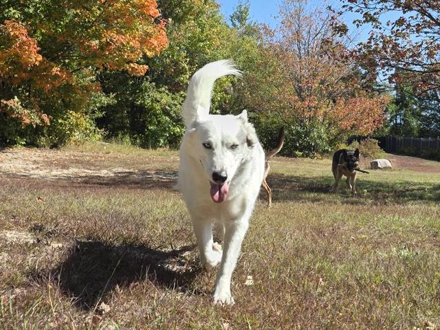 White dog in the autumn yard