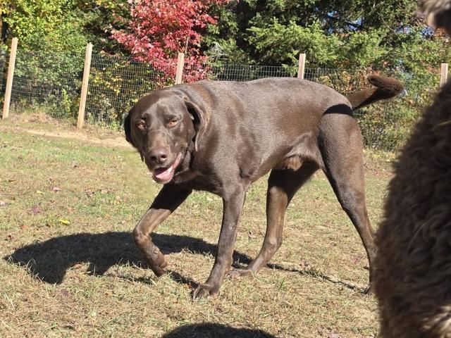 Brown dog in the yard on an autumn day