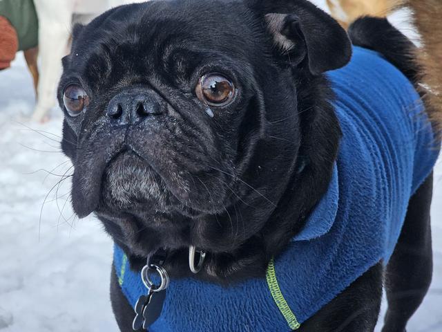 Black pug in a blue sweater
