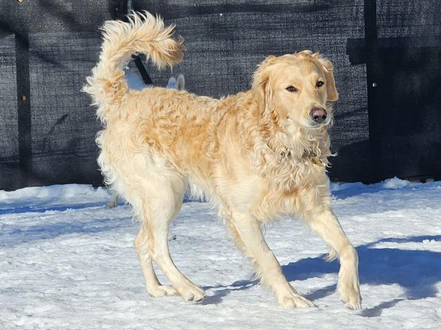 Golden retriever in the snow