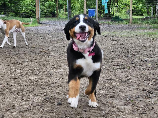Bernese mountain dog mix in the yard