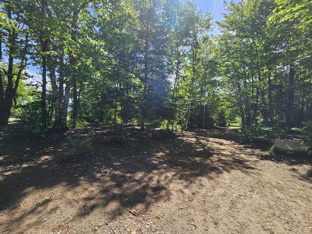 Wooded trail on a sunny day