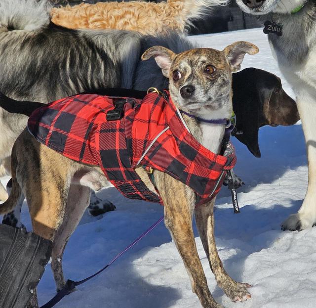 Small dog in a plaid coat with friends