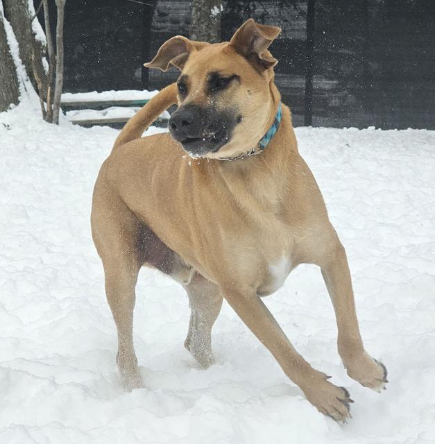 Tan dog playing in the snow
