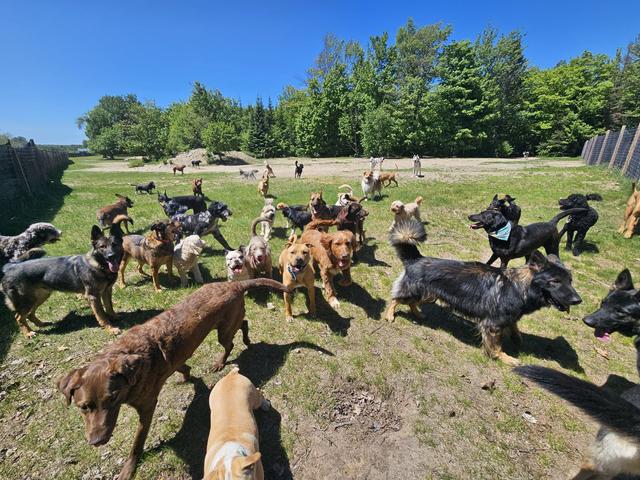 Daycare pack in the sunny yard