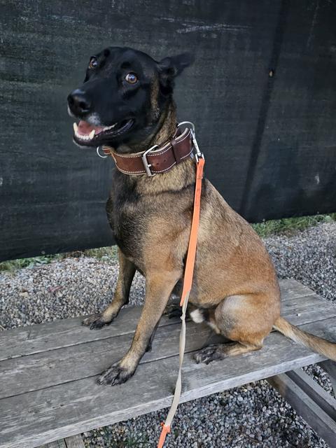 Malinois sitting calmly on a bench on a loose leash