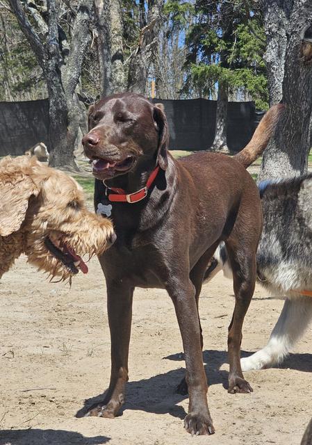 Chocolate Lab in the yard