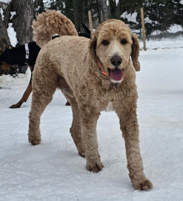 Apricot poodle standing in the snow