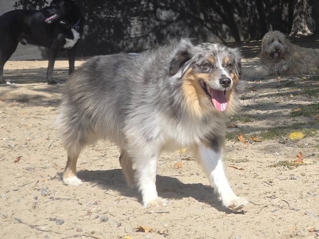 Grey merle dog in the yard