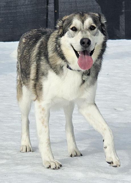 Husky standing in the snow