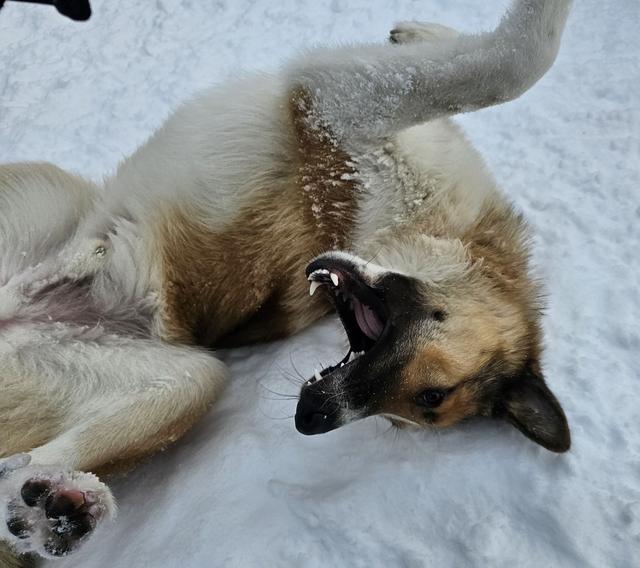 Dog rolling happily in the snow