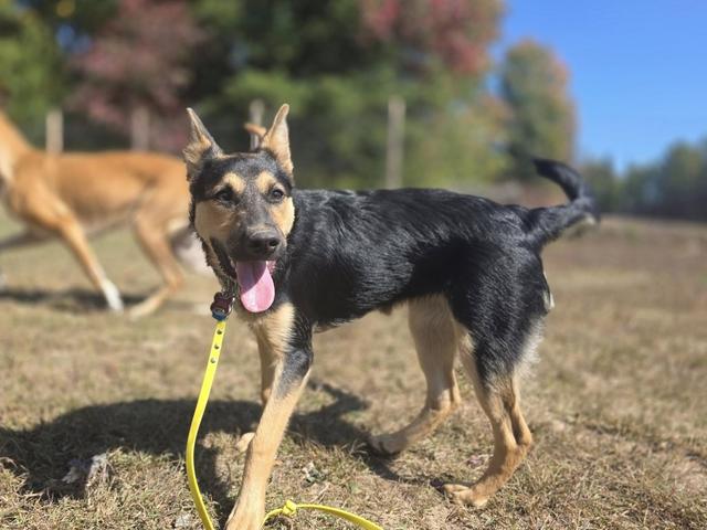 Shepherd mix on a yellow leash in the yard