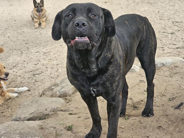 Black mastiff mix in the yard