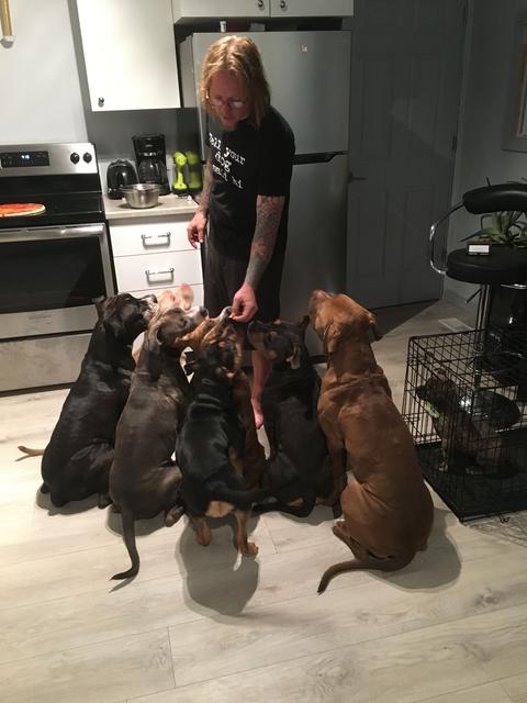 Group of large dogs sitting politely around the trainer, waiting their turn for a reward