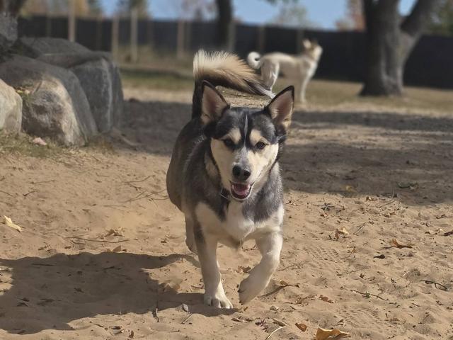 Husky mix in the sandy yard