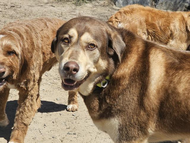 Two dogs close-up in the yard