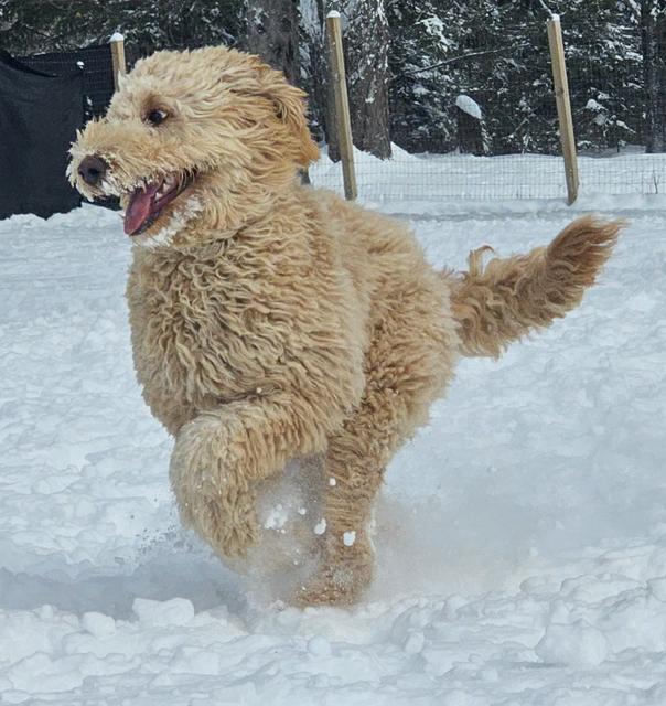 Doodle running through the snow