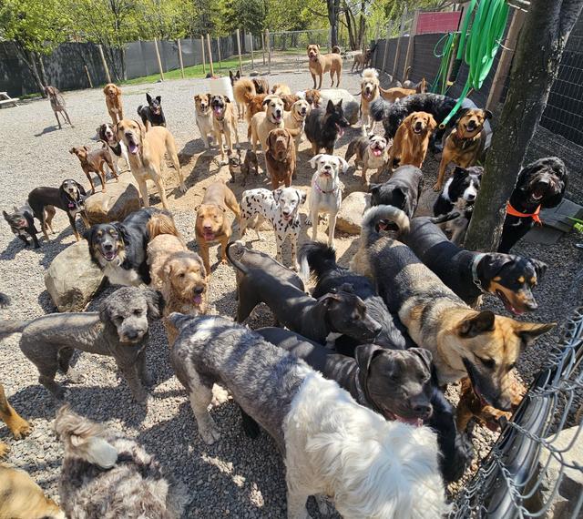 Large pack of dogs gathered together in the yard
