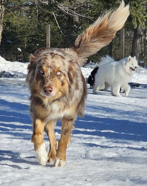 Australian shepherd in the snow